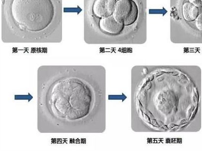 2026保定试管婴儿医院排名，附成功率及费用介绍